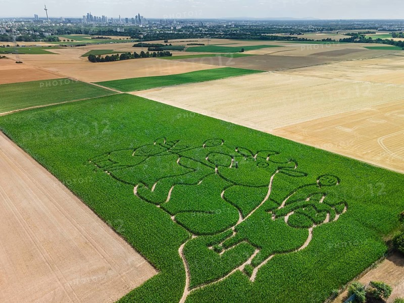 The Maisgeister maize maze near Weißkirchen, close to Frankfurt am Main, will feature ‘Lieselotte' – the cow of the same name from the children's book series of the same name, which is celebrating its 20th anniversary – as its theme in the summer of 2026. The maze opens on 25 July 2026. (Aerial view taken by drone), Oberursel, Weißkirchen, Hesse, Germany