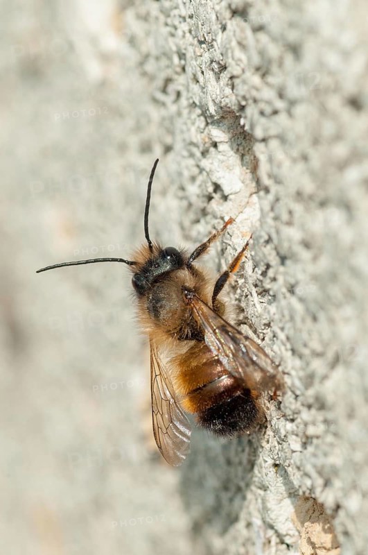Apidae, bees, hymenoptera, osmia bicornis, osmia rufa, red mason bee, red mason bee, high size, portrait format, insects, males, wild bees