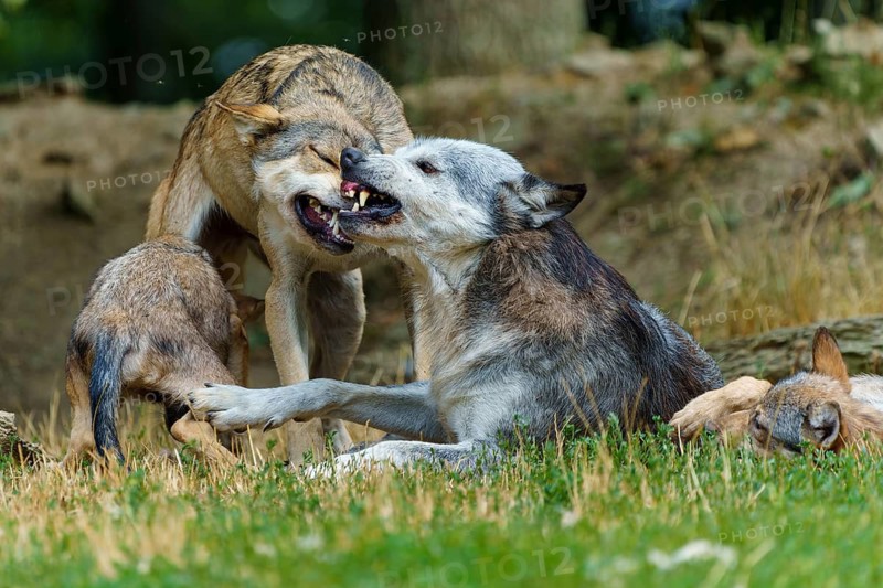Timberwolf, wolf, American wolf (Canis lupus lycaon), Germany: A wolf displays dominant behaviour within a pack on a grassy area