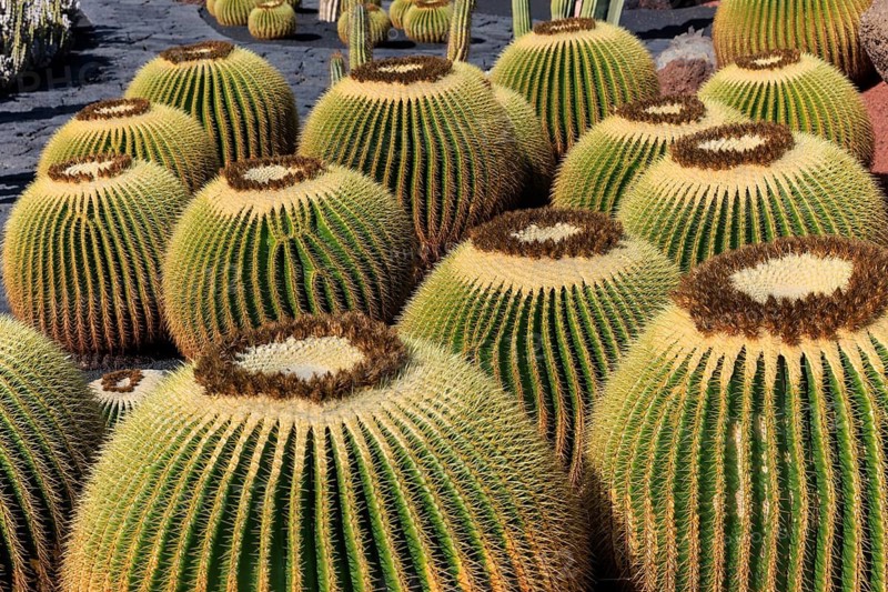 Lanzarote, Canary Islands, Spain, Europe, Cesar Manrique Jardin de Cactus near Guatiza, several round cacti on dark, volcanic background, radiative arrangement