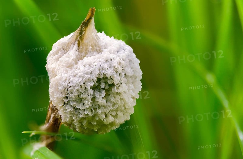 Didymium mucilago, didymium spongiosum, dog sick slime mould, grubby cushion, mucilago crustacea, foam mold, slime mold, white egg slime mold, meadow slime mold, villus slime mold