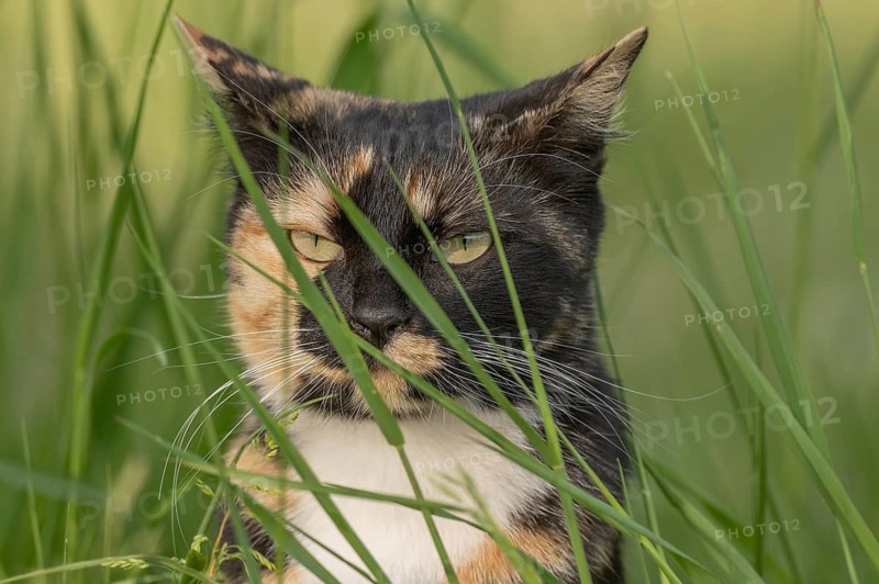 A black, ginger-colored cat stands among tall grasses. He looks around carefully. It is a wonderful day outdoors