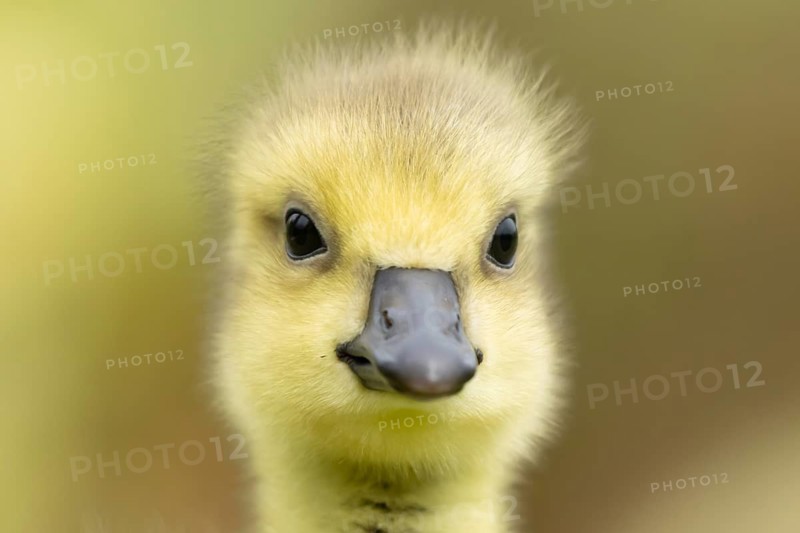 Canada goose (Branta canadensis) juvenile baby gosling bird head portrait, England, United Kingdom