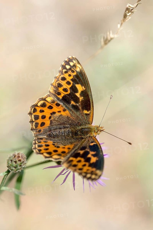 Aberration, argynnis lathonia, issoria lathonia, small mother-of-pearl butterfly, queen of Spain fritillary, butterfly, high size, portrait format, insects, butterfly, butterflies