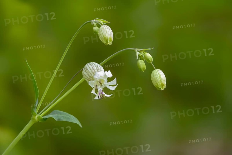 Inflated bladder campion, bladder campion, Caryophyllaceae, common bladder campion, clapper-pink, knirrkohl, bladder campion, Caryophyllaceae, Silene vulgaris, pigeon's-gizzard campion, bladder campion (, flora, maidens' tears, plants