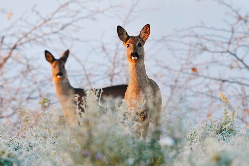 European roe deer (Capreolus capreolus), does in winter, North Rhine-Westphalia, Germany