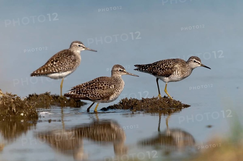 Bruchwasserlaeufer, tringa glareola, wood sandpiper, birds, charadriiformes, limikolen, mirror, snipe birds, scolopacidae, mirror image, birds, waders, waders
