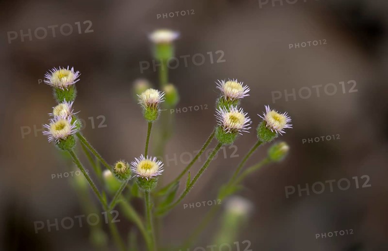 Asteraceae, professional herb, true professional herb, erigeron acris, daisy herb, bitter fleabane, blue fleabane, flora, plants, plants