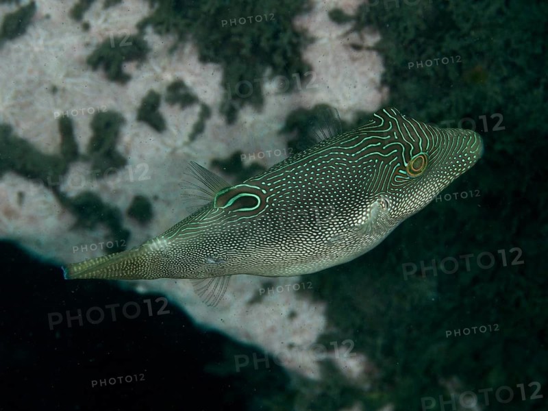 A dark fish with a green striped pattern, the spotted spiny-headed pufferfish (Canthigaster solandri), swimming in the sea at the Twin Reef dive site, Penyapangan, Bali, Indonesia