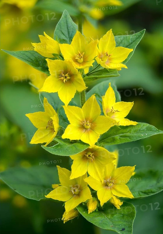 Glandular yellow willow, goldfelberich, lysimachia punctata, primrose, primulaceae, dotted willow, circle flower, dotted loosestrife, flora, yellow willow, high size, portrait format, large yellow loosestrife, plants, spotted loosestrife