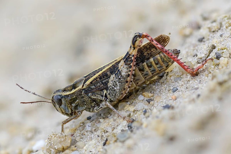 Acrididae, Brandenburg, Caelifera, Calliptamus italicus, Germany, field locust, Italian locust, Italian beauty scare, short-feeler, Nabu project, national natural heritage, natural paradise Grünhaus, post-mining landscape, grasshoppers, grasshoppers, grasshoppers, grasshoppers, grasshoppers, insects, beauty scarers