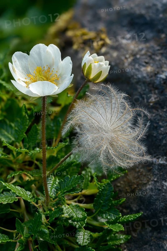 Dryas octopetala, rosaceae, rose family, silverroot, white silverroot, flora, high size, portrait, mountain avens, plants, white dryad, white dryas