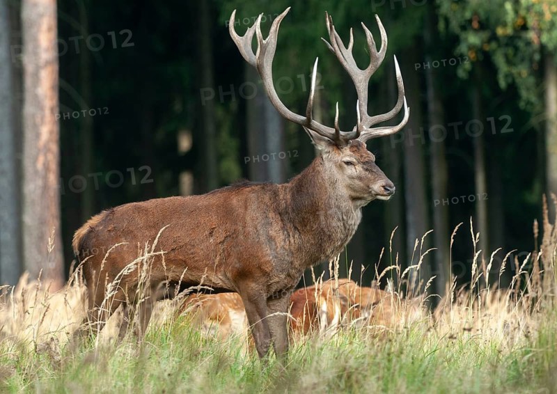 Artiodactyla, Cervus Elaphus, even-toed ungulate, cloven-hoofed, red deer, red deer, deer, mammals, mammals