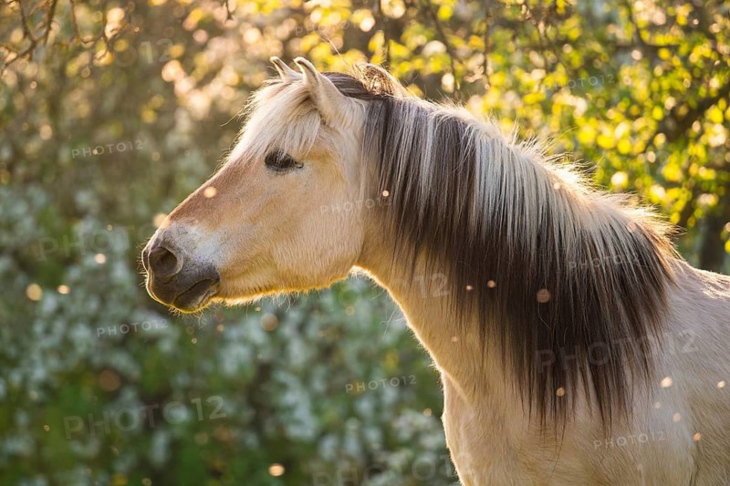 Fjord horse (Fjord pony, Norwegian), mare, portrait, evening light, in spring, blossoming trees in the background