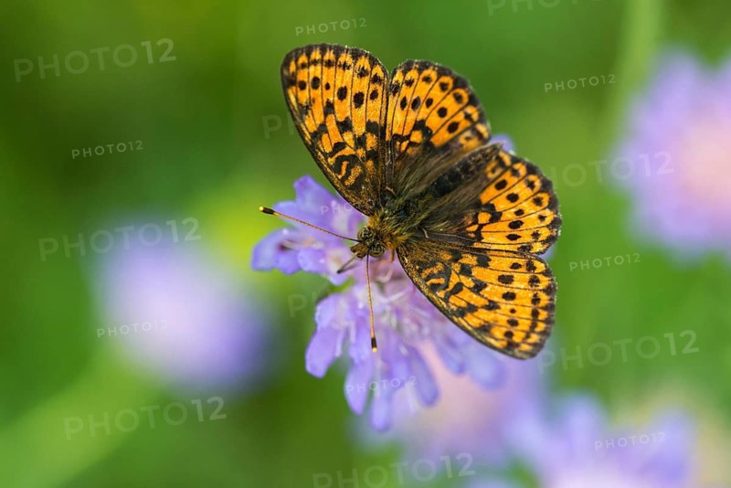 Brenthis Ino, Lesser Marbled Fritillary, Meadowsweet Pearl Butterfly, Purple Silver Butterfly, Insects, Butterfly, Butterfly, Butterflies