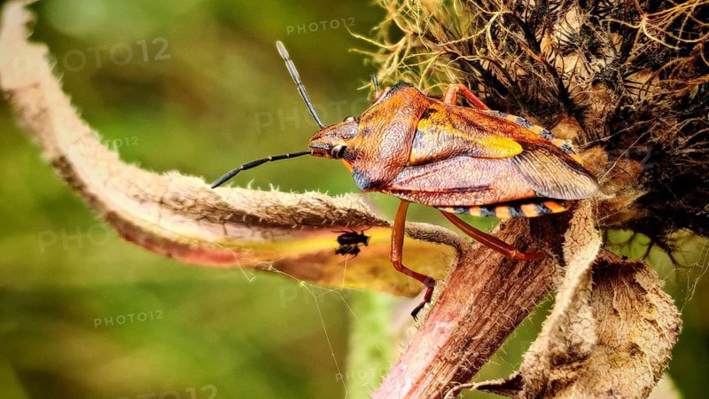 A close-up of a colourful purple fruit bug (Carpocoris pupureipennis) on a withered plant in the greenery, Rennsteig, Thuringian Slate Mountains nature park Park, Upper Saale