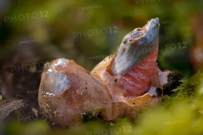 Corynites brevis, Corynites ravenelii, raspberry-red dog rod, mutinus brevis, mutinus ravenelii, red stinkhorn, fungi, fungus, witches' egg, mushrooms