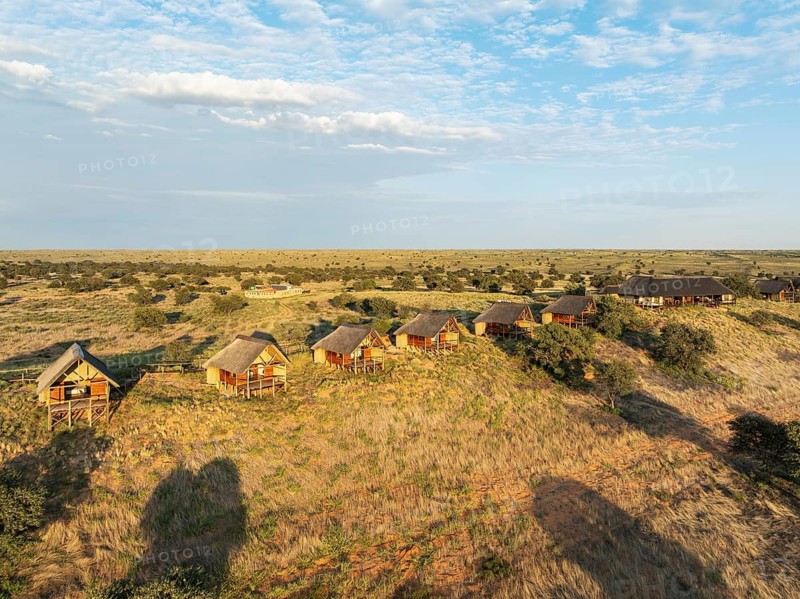 The Ta Shebube Rooiputs Lodge in the Kalahari Desert during the rainy season with green vegetation. The trees are camelthorn trees (Vachellia erioloba). Aerial view. Drone shot. Kgalagadi Transfrontier Park, Botswana