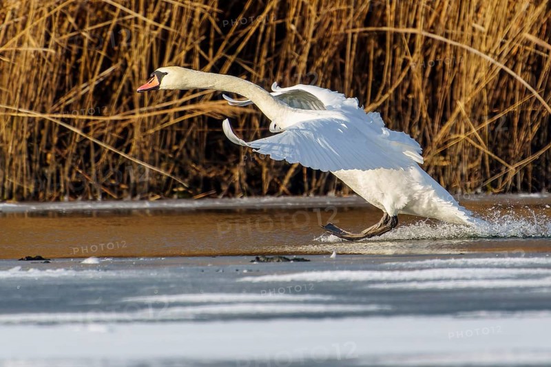 Mute swan (Cygnus olor), wildlife, Germany. A swan lands gracefully on the water, surrounded by frozen ice and reeds