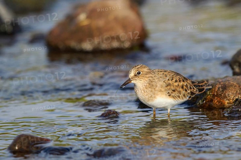 Temminck's Stint (Calidris temminckii), Greece