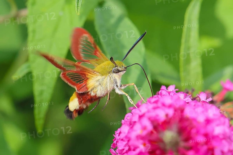 Bumblebee hawk-moth (Hemaris fuciformes), in flight, the bumblebee hawk-moth feeds on nectar from butterfly bush (Buddleja davidii), Siegerland, North Rhine-Westphalia, Germany