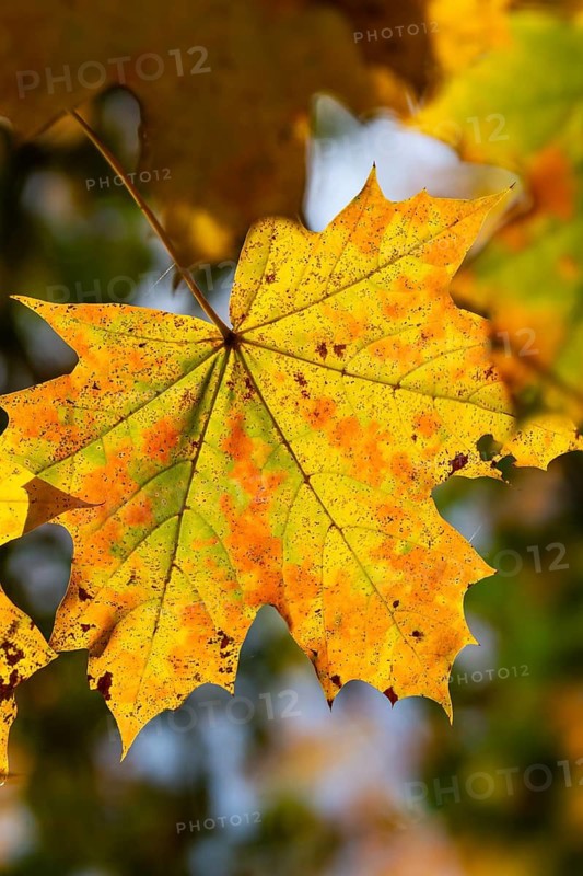 Acer platanoides, aceraceae, maple family, autumn colors, Norway maple, pointed maple, pointed maple, autumn, tree, trees, flora, autumn leaves, high size, portrait format, plants, plants, tree