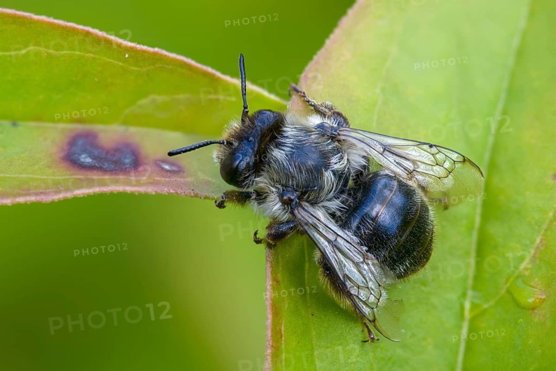 Apidae, bees, blue mason bee, hymenoptera, mason bee, hymenoptera, mason bee, osmia caerulescens, steel blue mason bee, female, insects, insects, female