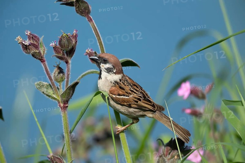 Tree sparrow (Passer montanus) adult bird on a red campion plant stem, England, United Kingdom