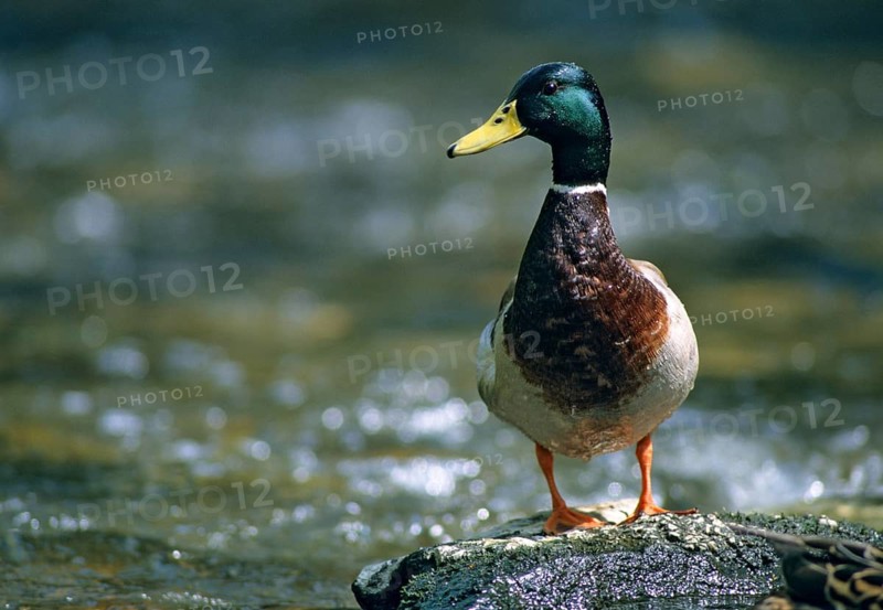 Anas platyrhynchos, mallard, mallard, anatidae, birds, breeding plumage, ducks, ducks, duck birds, leo, male, magnificent dress, birds, waterbirds, waterbirds