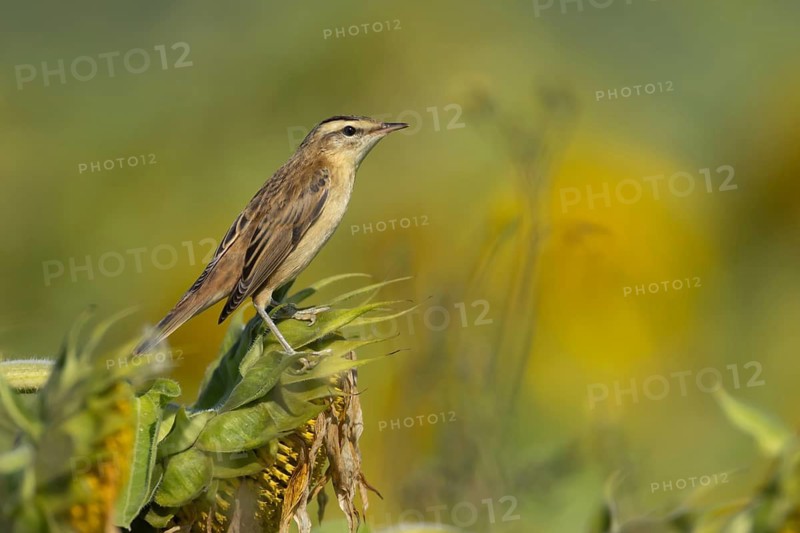 Sedge warbler (Acrocephalus schoenobaenus) adult bird resting on a Sunflower seed head, England, United Kingdom