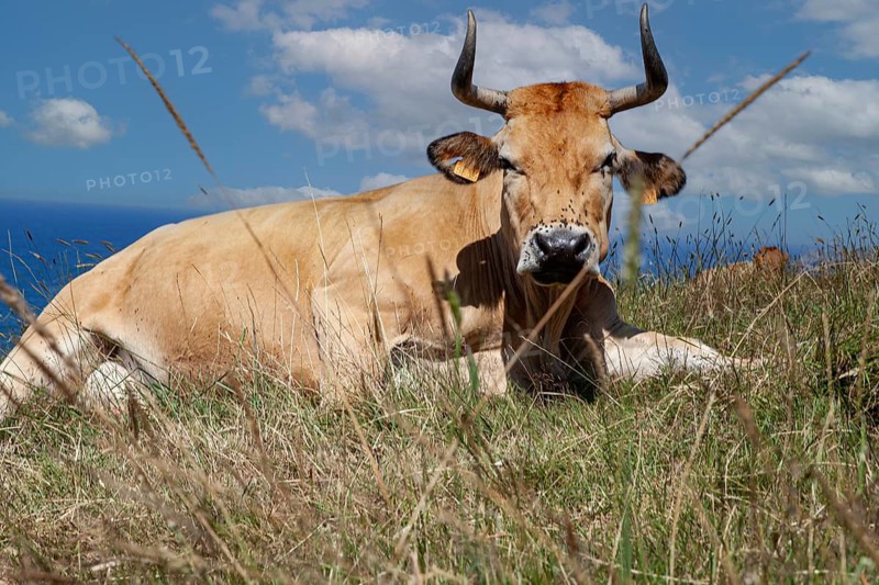 A cow native of Pas lies on the slopes of the Sain Vicente trail near Linera point in San vicente de la Barquera, a pleasent village in the Cantabric sea, Santander, Spain
