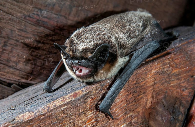 Leather-winged bat, parti-coloured bat, vespertilio murinus, bicolor bat, chiroptera, bats, mammals, mammals