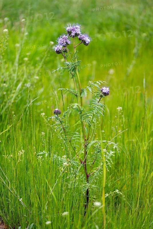 Bee lover, tuft flower, phacelia tanacetifolia, phazelia, tansy phacelia, tansy phacelia, tansy leaf phacelia, blue tansy, fiddleneck, flora, high size, portrait format, lacy phacelia, plants, plants, purple tansy, tansy-leaf phacelia