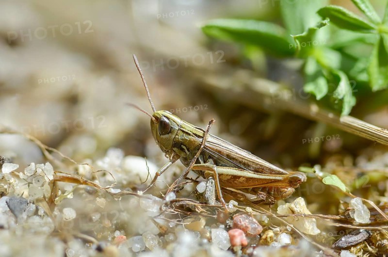 Acrididae, Caelifera, field locusts, gomphocerinae, heather grasshopper, small heather grasshopper, short-feeler, stenobothrus stigmaticus, grasshoppers, grasshoppers, insects, lesser mottled grasshopper, male