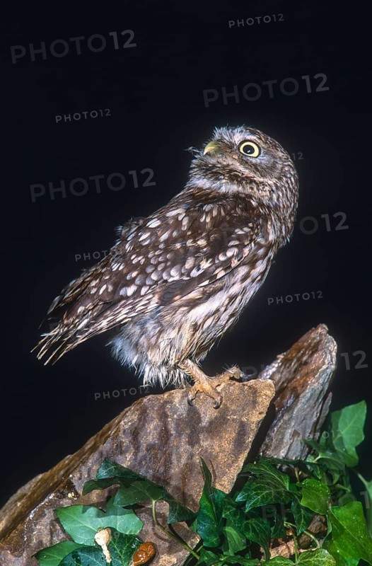 Athena Noctua, Little Owl, Little Owl, Birds, Owls, High Size, Portrait, Owls, Strigiformes, Birds