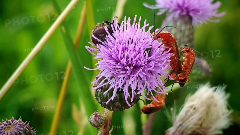 Common red soldier beetles (Rhagonycha fulva) mating on thorny plants in a rural setting in soft light, against a green bokeh background, Rennsteig, Thuringian Slate Mountains nature park Park, Upper Saale