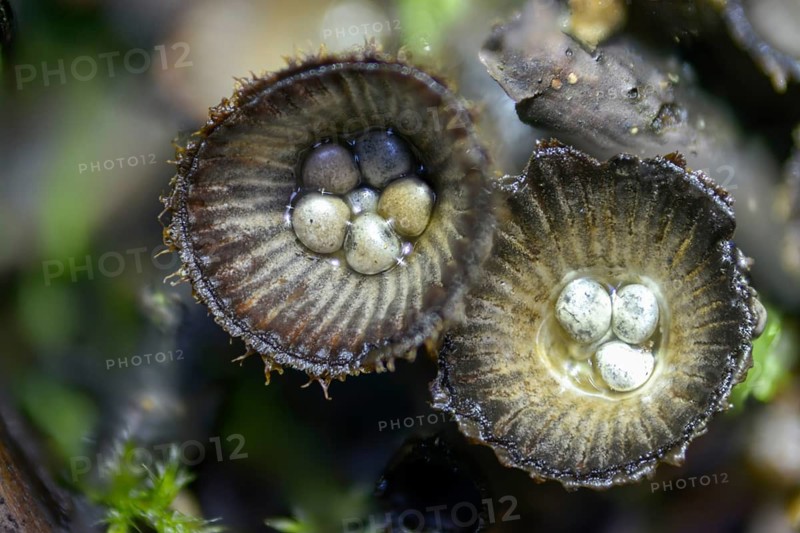 Cyathus hirsutus, cyathus striatus, striped expensive, sweetie, fluted bird's nest, fungi, fungus, mushrooms