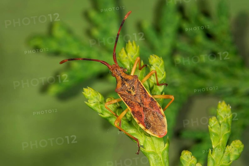 A juniper leafhopper (Gonocerus juniperus) is perched on a twig on the thuja hedge, Baden-Württemberg, Germany