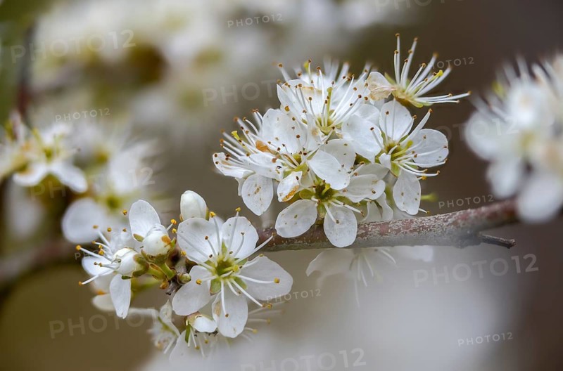 German acacia, hedthorn, Prunus spinosa, rosaceae, rose family, sour plum, sloe, blackthorn, blackthorn, flora, spring, plants, plants, sloe, spring