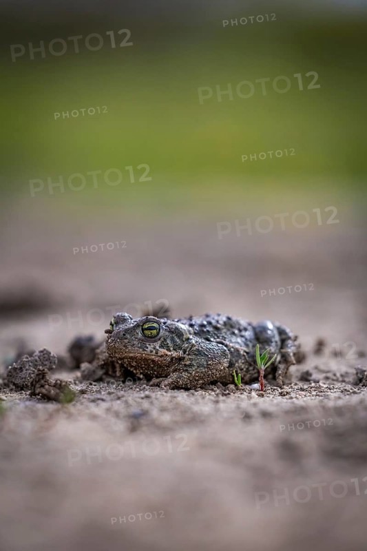 Close-up of a toad resting on the ground in its natural habitat, well camouflaged, natterjack toad (Epidalea calamita, Bufo calamita), close-up, Baden-Württemberg, Germany
