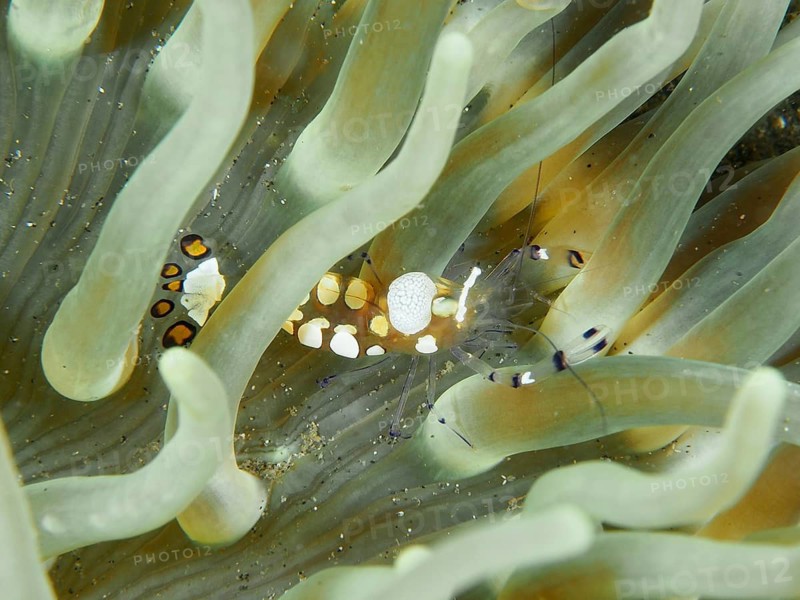 A peacock-eyed anemone shrimp (Ancylocaris brevicarpalis) is partially hidden amongst the green tentacles of a sea anemone, Secret Bay dive site, Gilimanuk, Bali, Indonesia