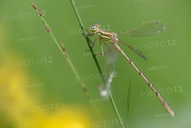 Leste Barbarus, Southern Emerald Damselfly, Southern Ruismaid, Damselflies, Dragonflies, Female, Insects, Dragonflies, Odonata, Female, Zygoptera