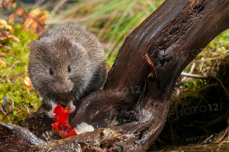 Earth mouse, field vole, microtus agrestis, rodents, rodentia, short-tailed vole, mammals, mouse, muroids, rodents, mammals, vole