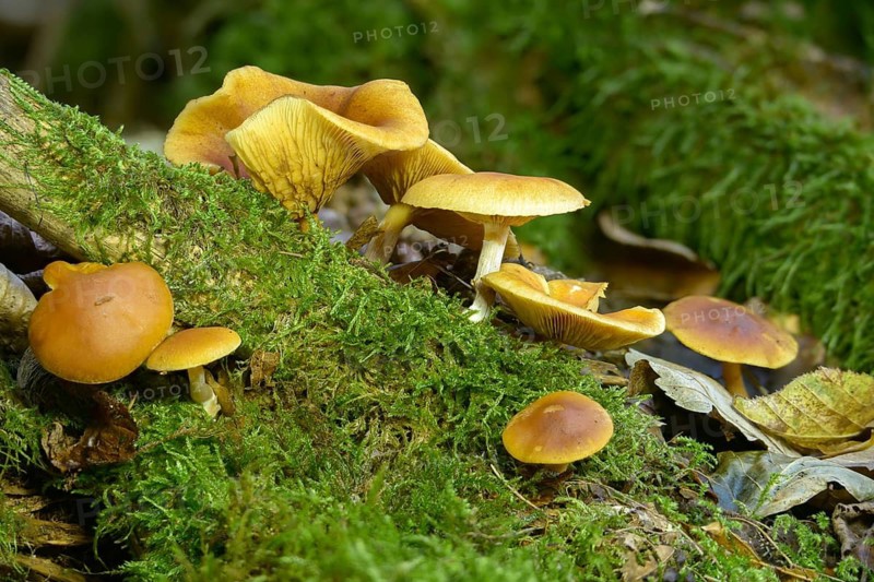Common rustgill, fibrous ringed flammling, flammula hybrida, spotted leaf, flammling, spotted leafed flammling, yellow-leafed flammling, common flammling, gymnopilus hybridus, gymnopilus penetrans, mushroom, fungus, mushrooms