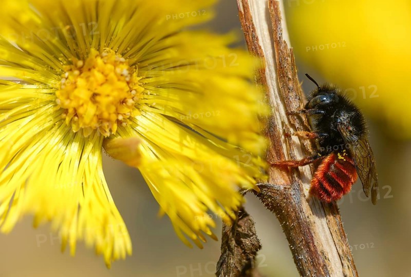 Apidae, bees, hymenoptera, mason bee, osmia bicornis, osmia rufa, red mason bee, insects