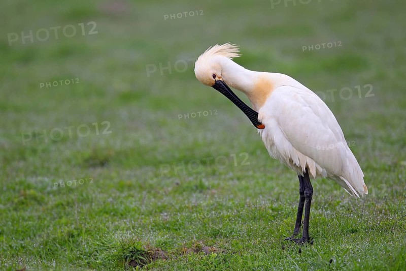 A spoonbill (Platalea leucorodia) in a meadow. Texel. Netherlands