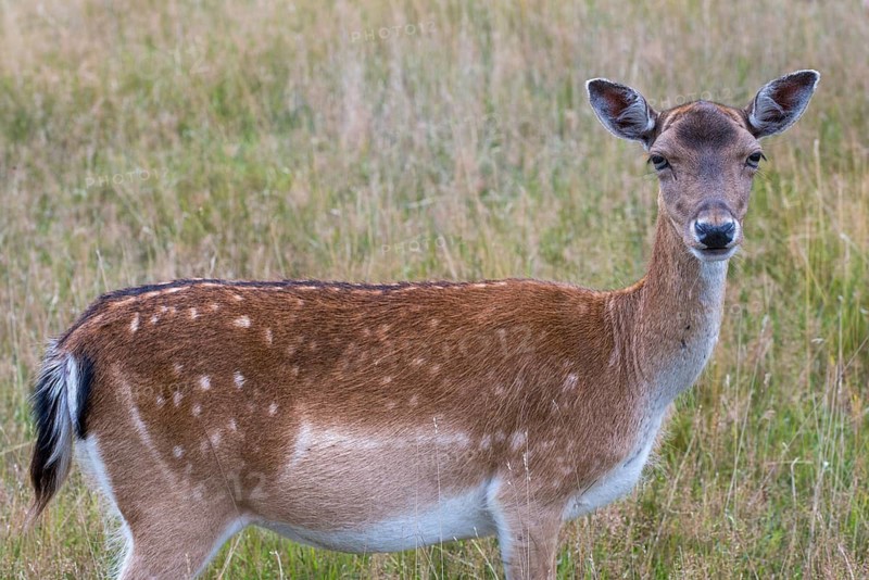 Dama dama, fallow deer, fallow deer, mammals, mammals