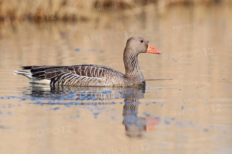 Greylag goose (Anser anser), swimming with its reflection, North Rhine-Westphalia, Germany