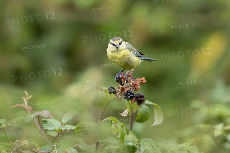Blue tit (Cyanistes caeruleus) adult bird in a hedgerow on blackberries fruit in summer, England, United Kingdom