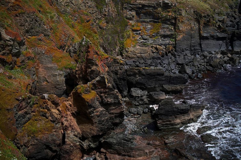 Overgrown cliffs, Lizard Point Biosphere Reserve, Lizard Bay, Polpeor, Cornwall, England, Great Britain, Great Britain